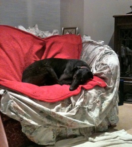 Blakey's first sofa!